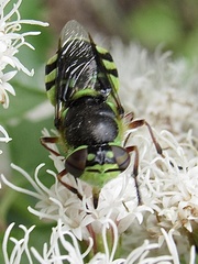 Hedriodiscus truquii