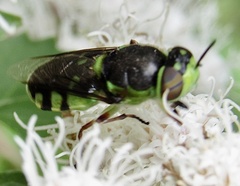 Hedriodiscus truquii