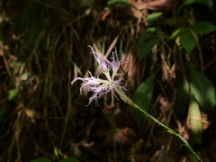 Dianthus superbus