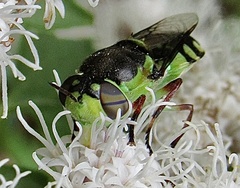 Hedriodiscus truquii