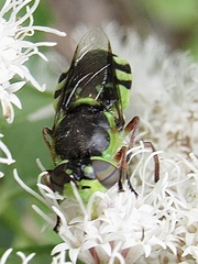 Hedriodiscus truquii