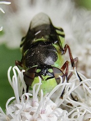 Hedriodiscus truquii
