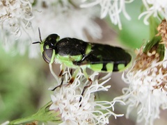 Hedriodiscus truquii