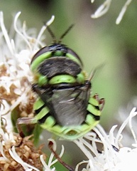 Hedriodiscus truquii