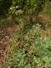 Peucedanum cervaria