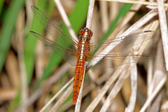 Rhodothemis lieftincki