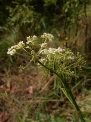 Peucedanum cervaria