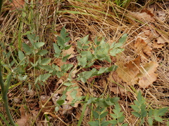 Peucedanum cervaria
