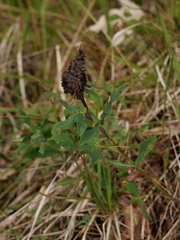 Trifolium rubens