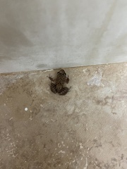 Eleutherodactylus planirostris