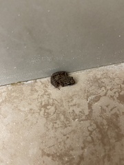 Eleutherodactylus planirostris