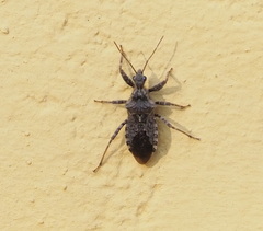 Coranus griseus