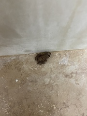 Eleutherodactylus planirostris