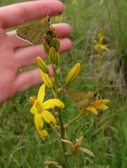 Trapezites lutea