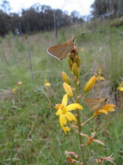 Trapezites lutea