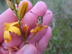 Trapezites lutea