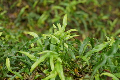 Microsorum pustulatum pustulatum