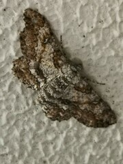 Ascotis selenaria