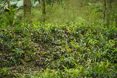 Microsorum pustulatum pustulatum