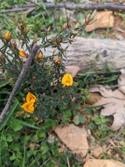 Pultenaea reflexifolia
