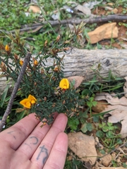Pultenaea reflexifolia