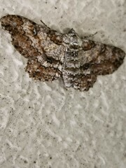 Ascotis selenaria