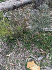 Pultenaea reflexifolia