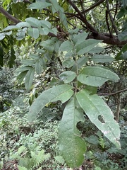 Meliosma rhoifolia