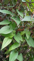 Dioscorea alata