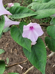 Ipomoea carnea fistulosa