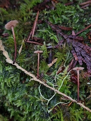 Gymnopus quinaultii