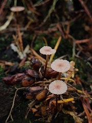 Gymnopus quinaultii
