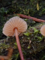 Gymnopus quinaultii