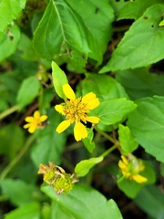 Wollastonia