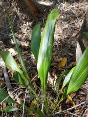 Aspidistra
