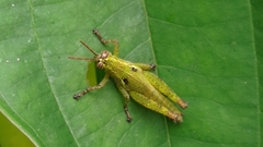 Xenocatantops brachycerus