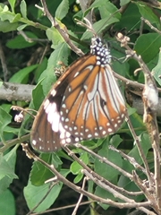 Danaus affinis