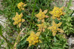 Bupleurum stellatum