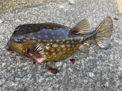 Ostracion immaculatum