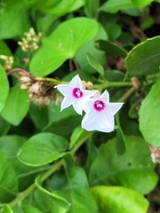 Ipomoea sagittifolia