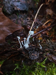 Hemimycena lactea