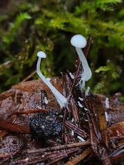 Hemimycena lactea