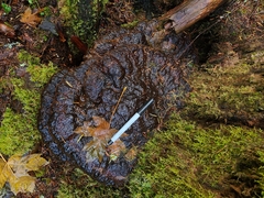 Pseudoinonotus dryadeus