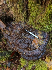 Pseudoinonotus dryadeus