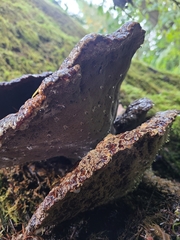 Pseudoinonotus dryadeus