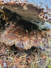 Pseudoinonotus dryadeus