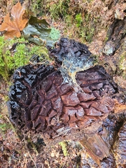 Pseudoinonotus dryadeus