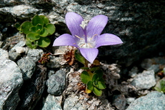 Campanula cenisia
