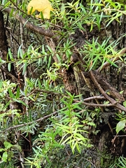 Podocarpus totara