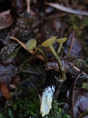 Lanzia luteovirescens